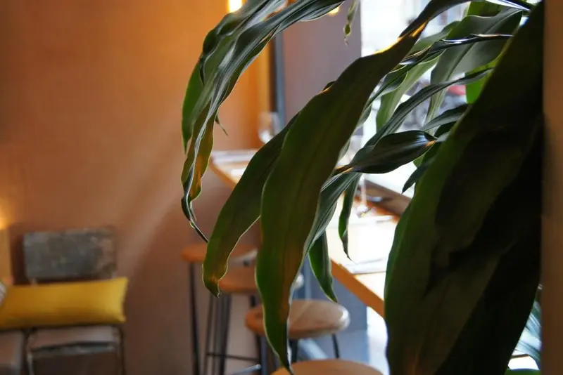 Thai Cafe — foto 5