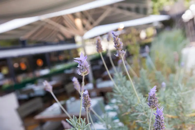 Mussol Restaurant — foto 5