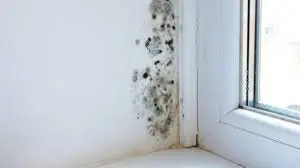 Moo — foto 2